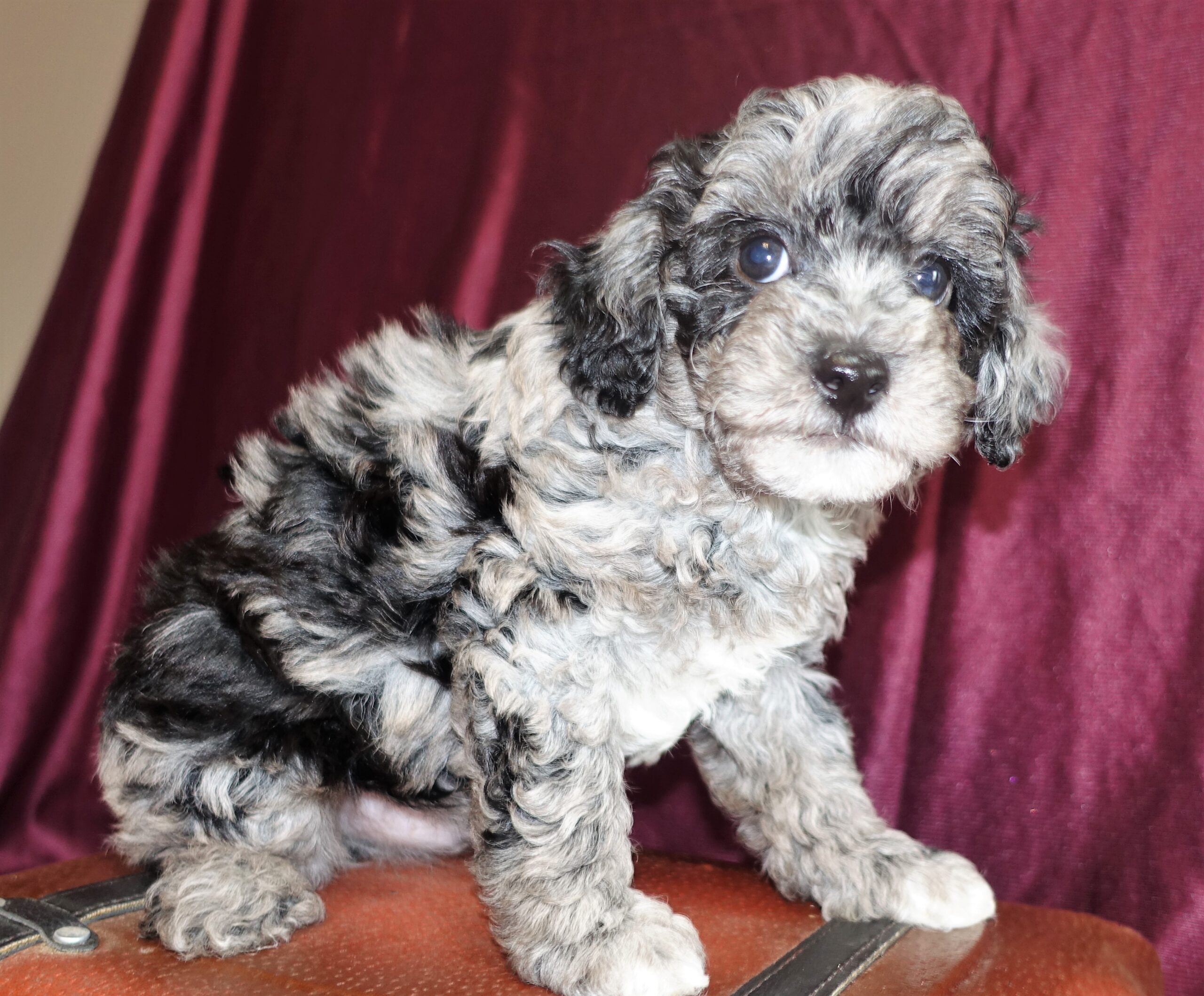 Teacup Toy Poodle Puppies For Adoption - Tea Cup Toy Poodle Breeder 