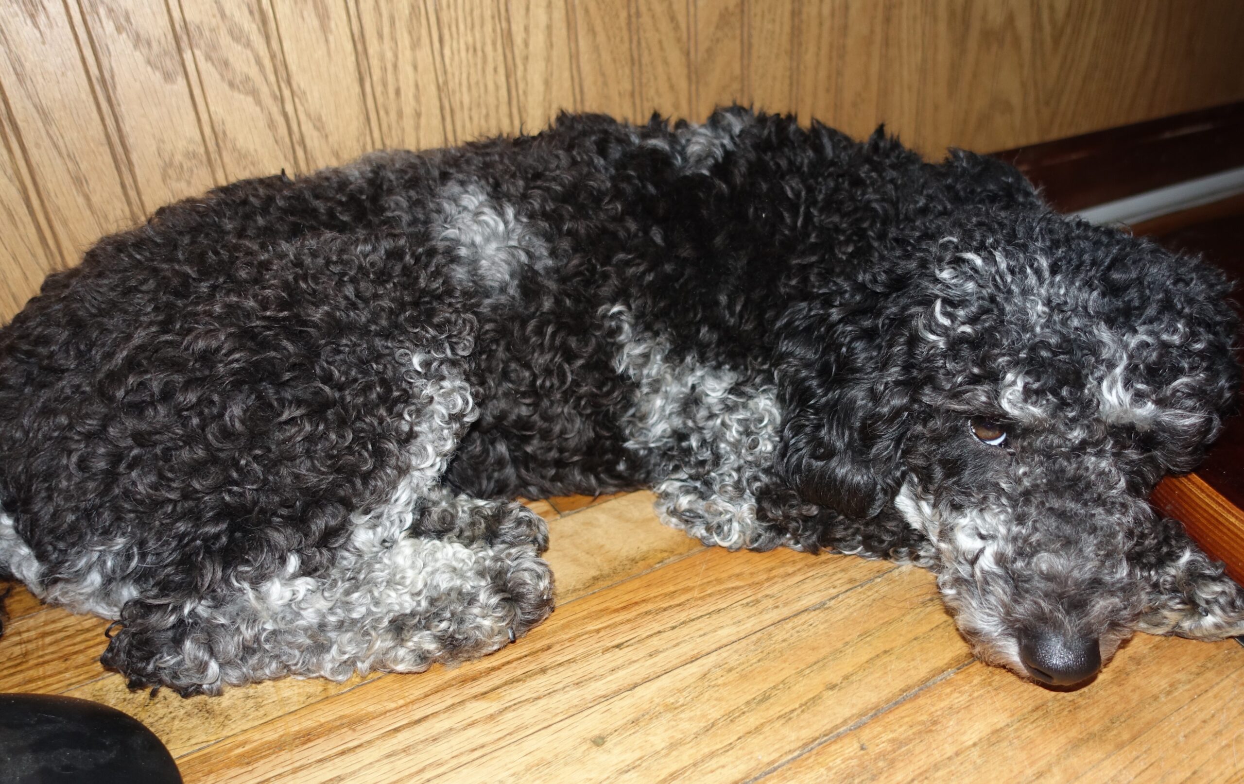 Teacup Toy Poodle Puppies For Adoption - Tea Cup Toy Poodle Breeder ...