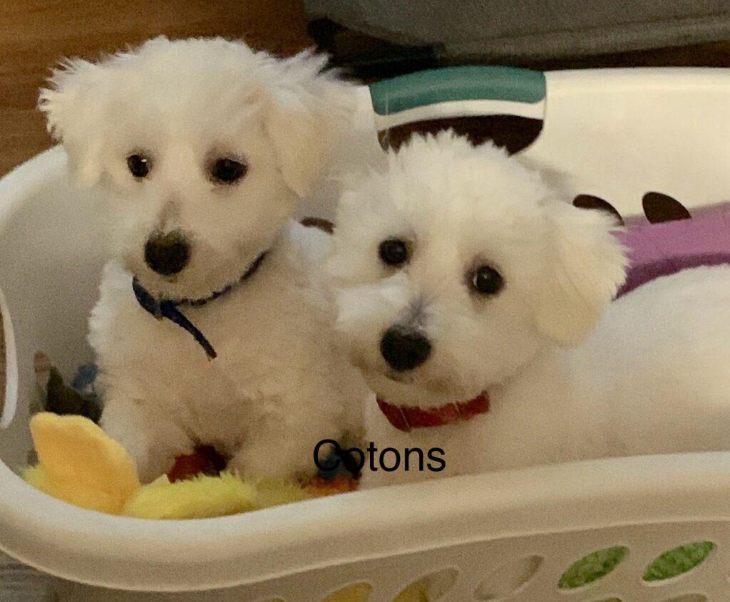 Coton de Tulear Puppies at Petite Joie Puppies