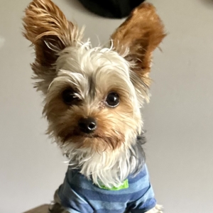 78310868739__039E8C1E-0854-45EC-B8FE-B7E8BD245E6B