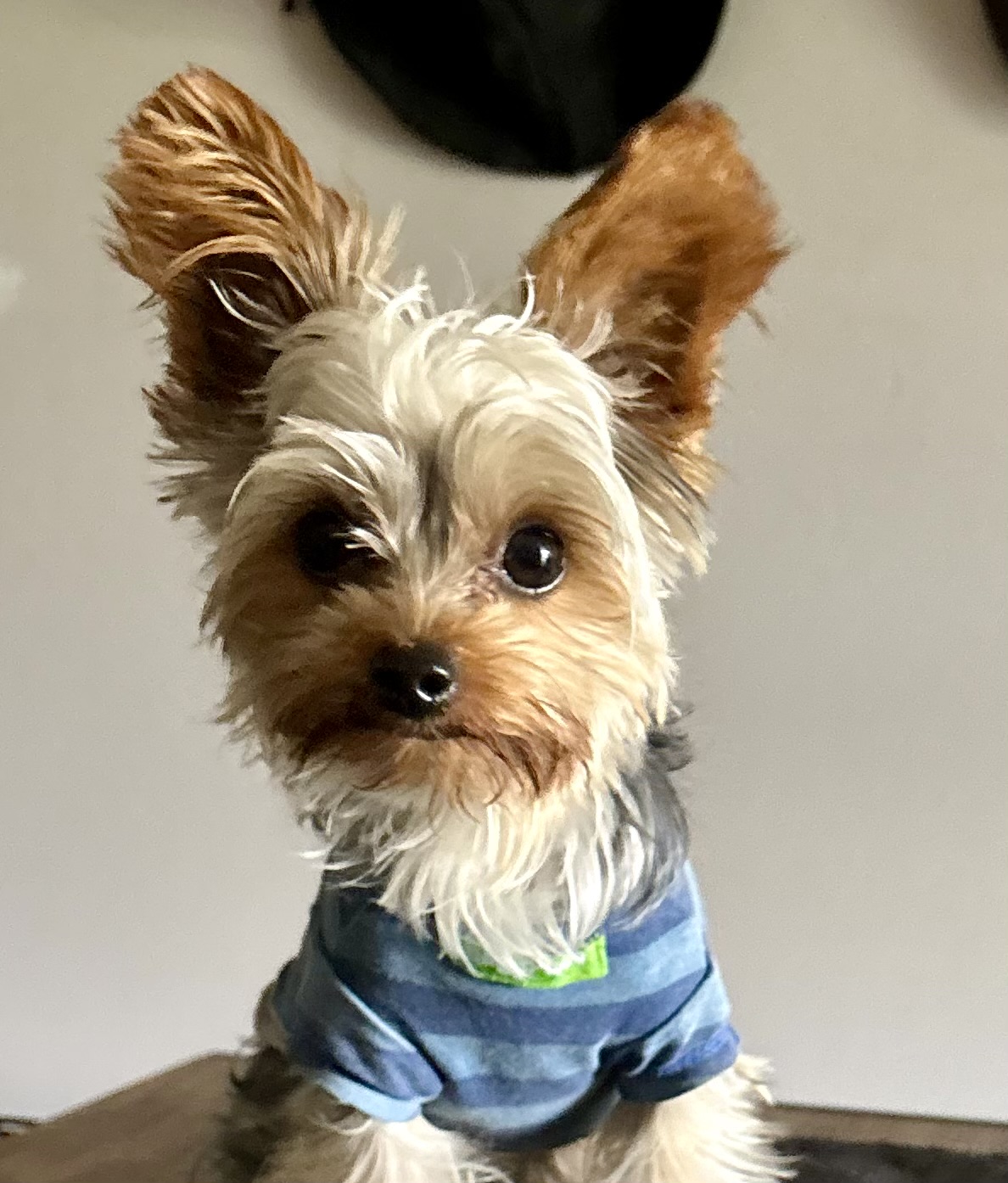 78310868739__039E8C1E-0854-45EC-B8FE-B7E8BD245E6B